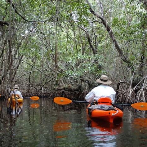 mangrove tunnel kayak ecotour.